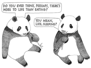 funny-panda